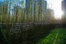 泰达青筑开发商营业执照相册