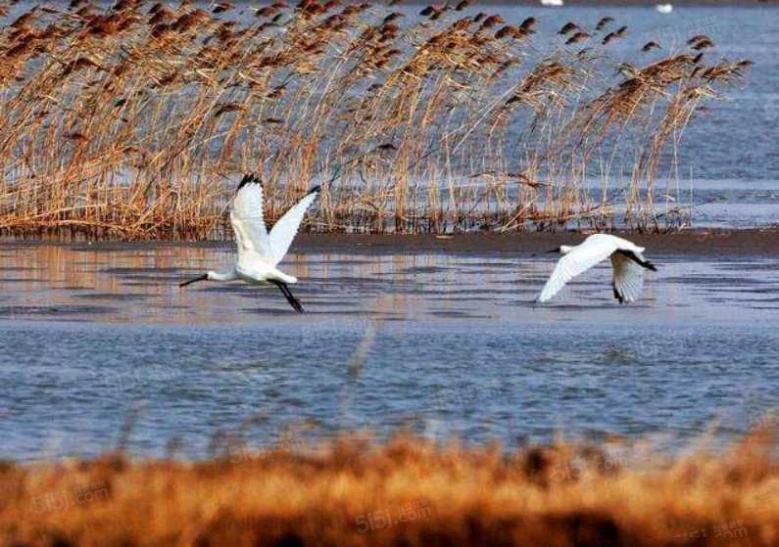 路劲象屿岛上的院子配套图