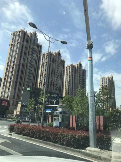 御上海青橙实景图