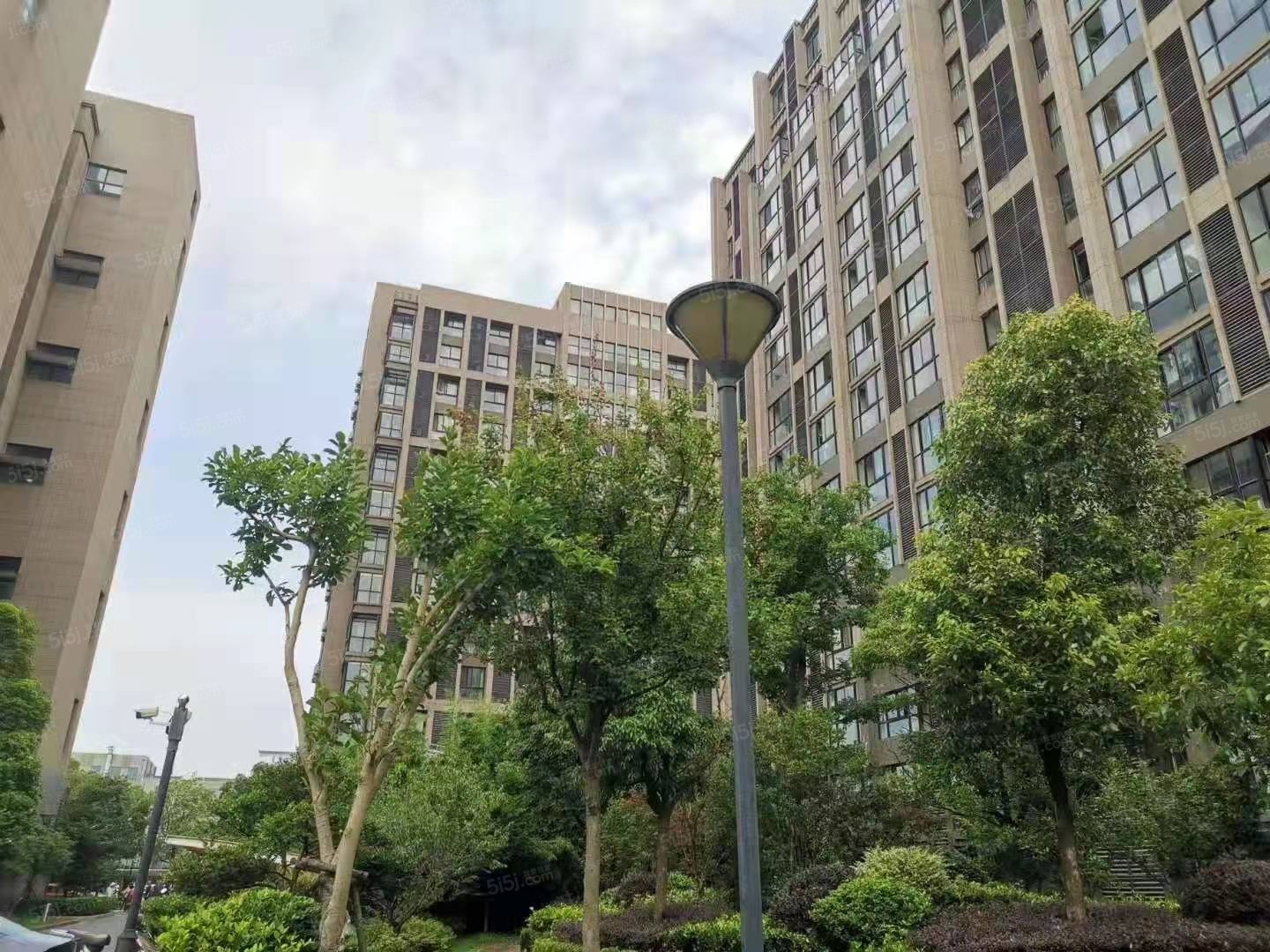 御上海青橙实景图