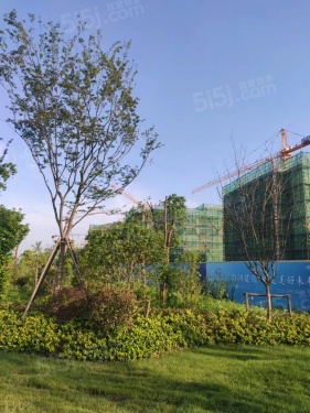 橘红九里第13张图