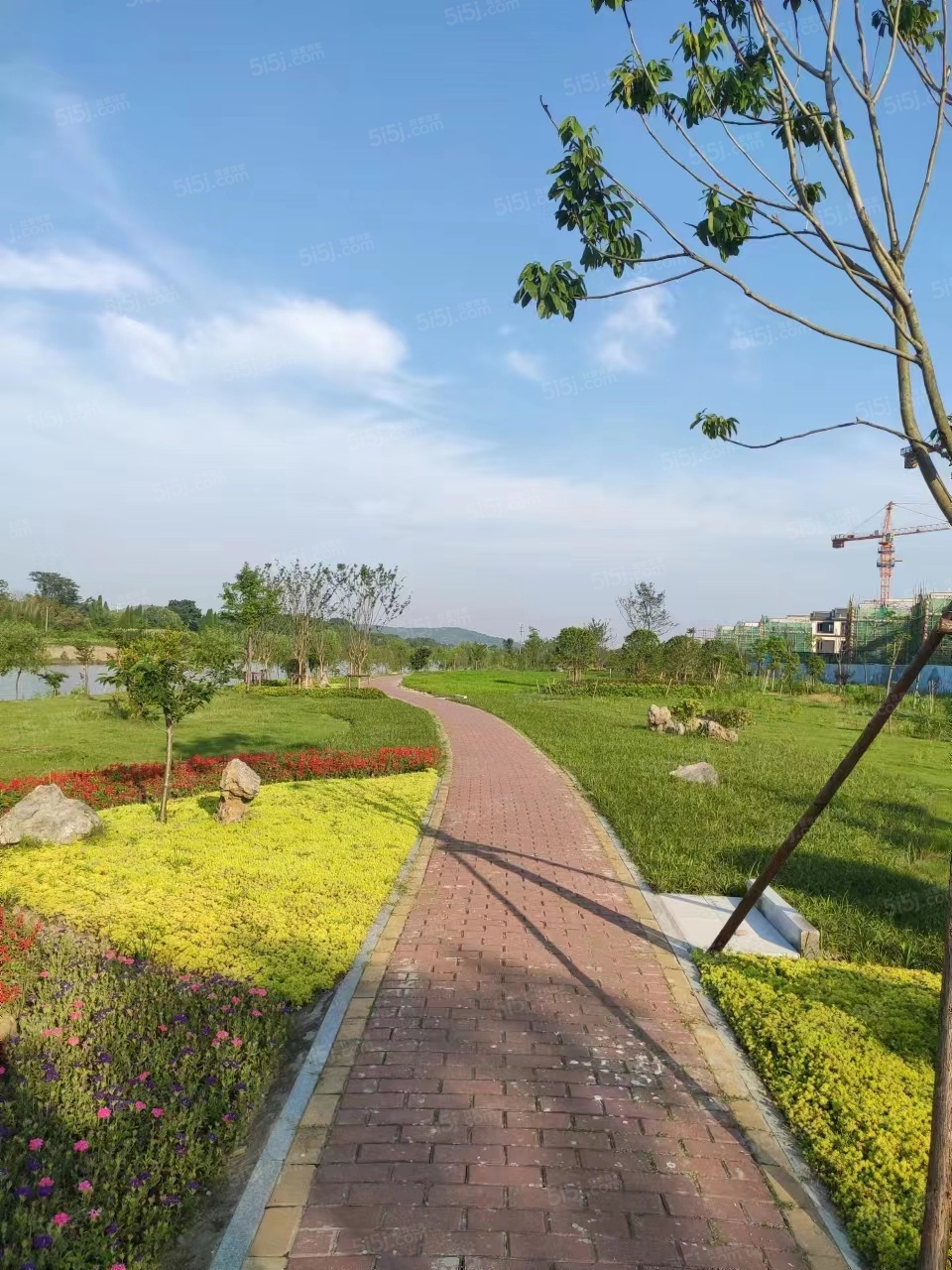 橘红九里实景图