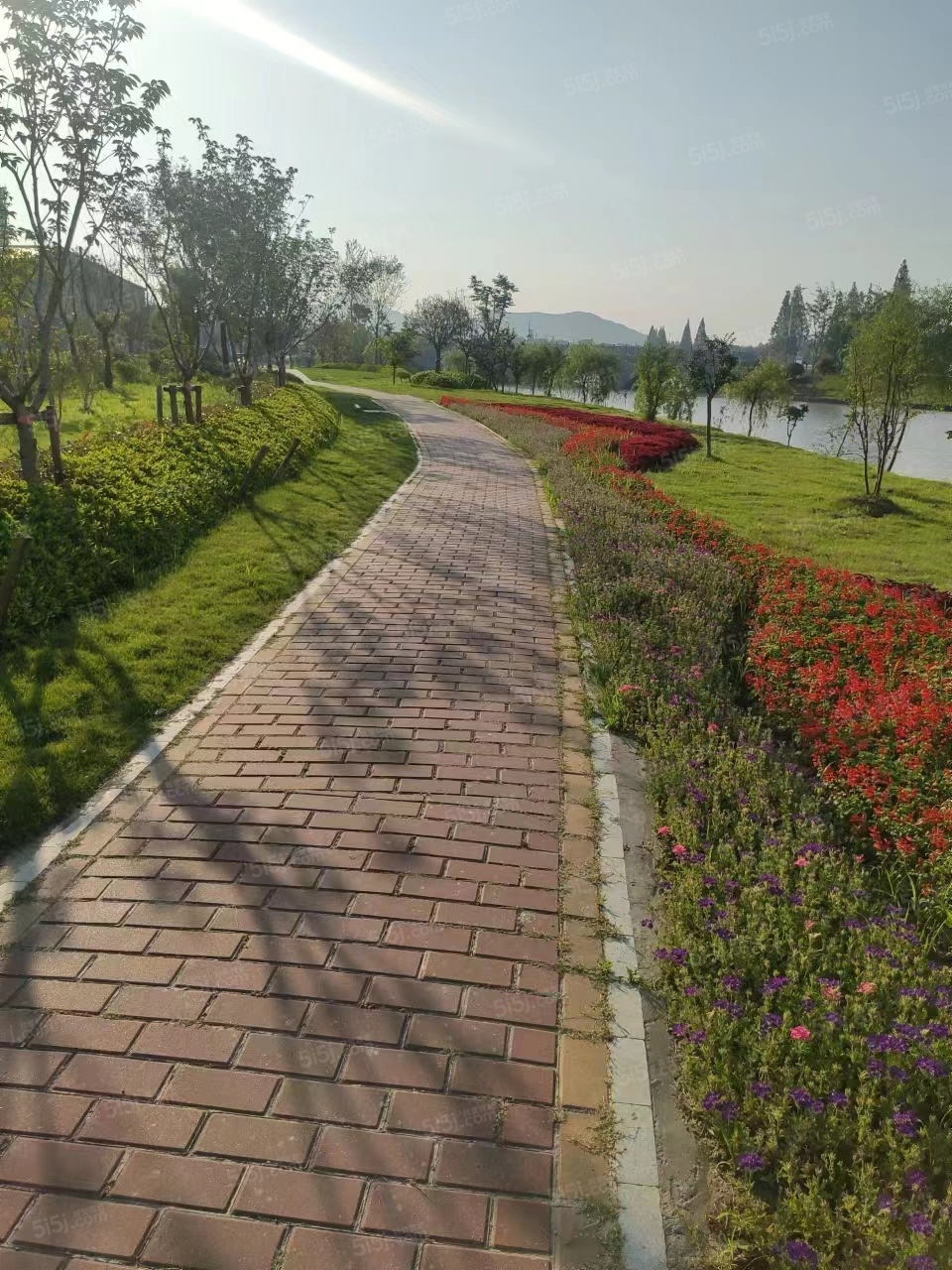 橘红九里项目现场