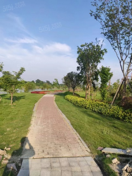 橘红九里项目现场