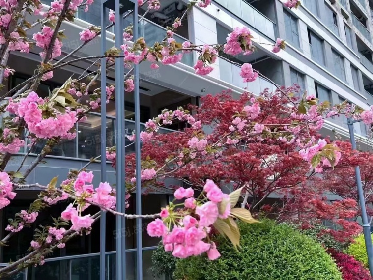 中国铁建花语云萃实景图