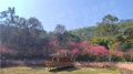 天保天成燕居实景图相册大图
