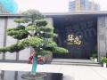 半岛实景图相册大图